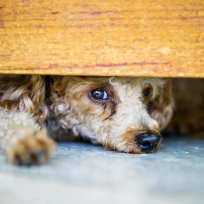Décoder les signes de votre chien en colère: il se cache sous le canapé.