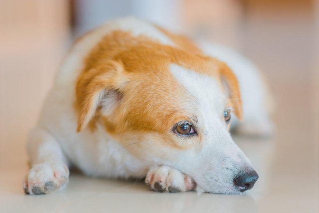 Dcoder les signes de votre chien en colre: il vite votre regard.