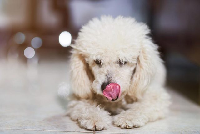Dcoder les signes de votre chien en colre: il se passe la langue sur les lvres.