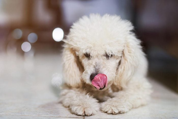 Décoder les signes de votre chien en colère: il se passe la langue sur les lèvres.