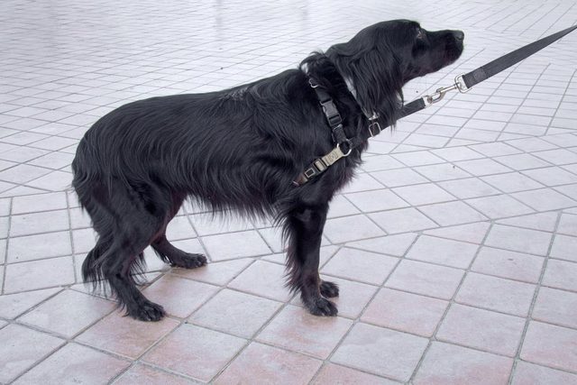 Dcoder les signes de votre chien en colre: il garde la queue entre les jambes.