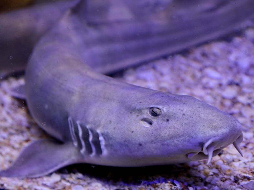 Le palmarès des objets volés les plus étranges comprend un requin vivant.