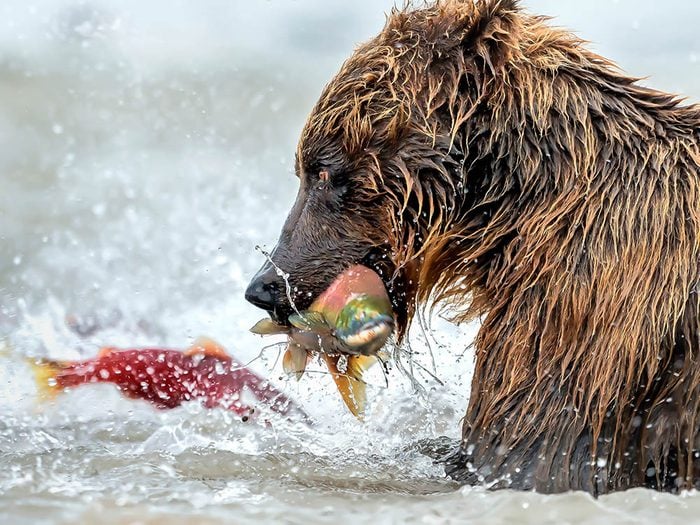 L'ours grizzly est à l'aise pour pêcher sur son territoire. 