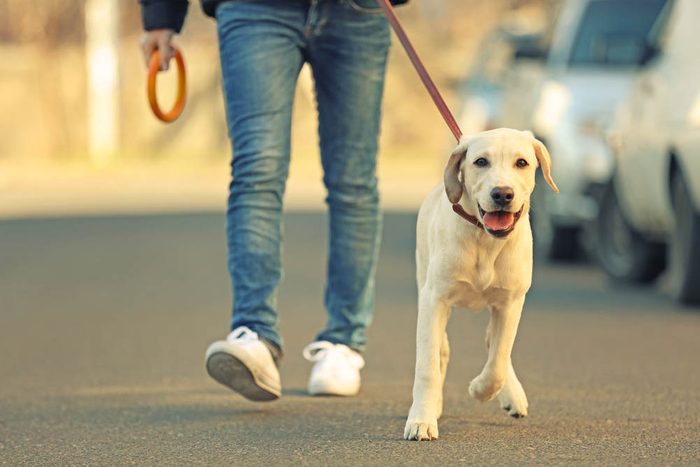 Pour se protéger de la maladie d'Alzheimer, promener votre chien en groupe.