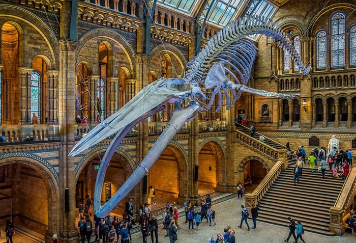 Musées du monde : le musée d'histoire naturelle de Londres est l'un des plus populaires.