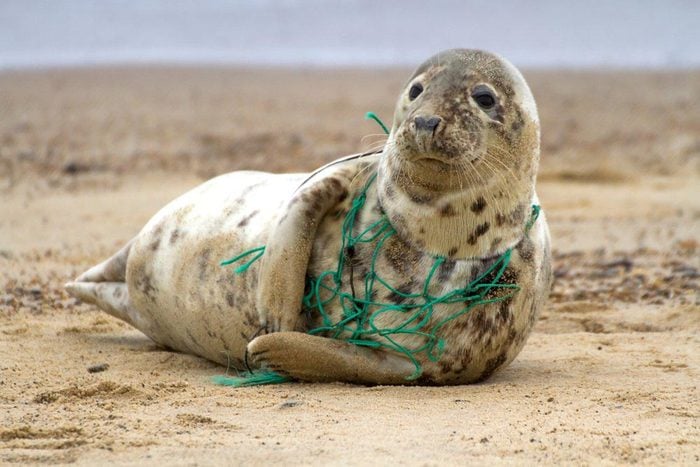 Les filets en plastiques sont un danger pour les animaux.