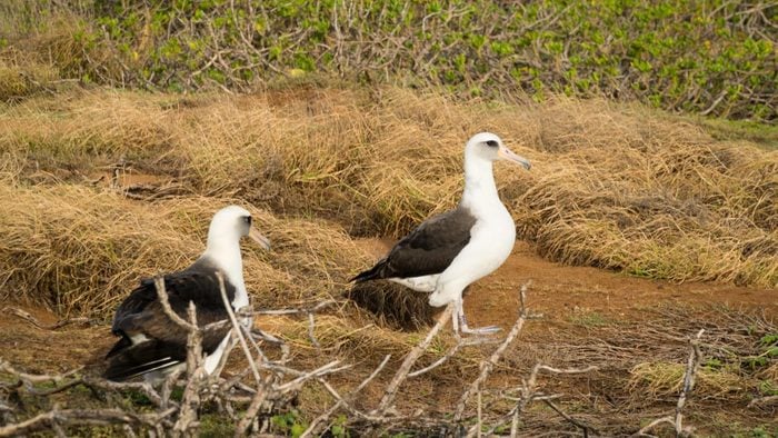 Le plastique tue les oisillons albatros de Laysan.