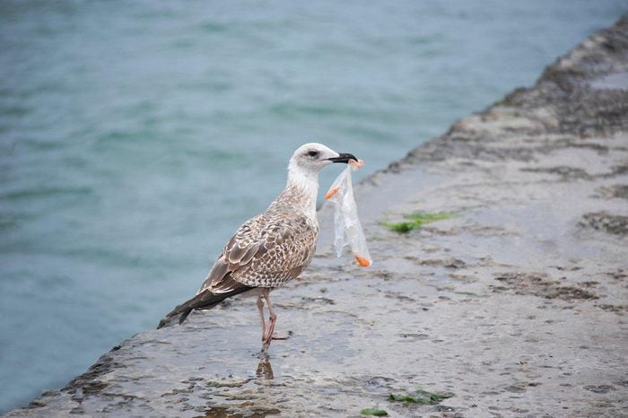 Les plastique est avalé par les oiseaux de mer.