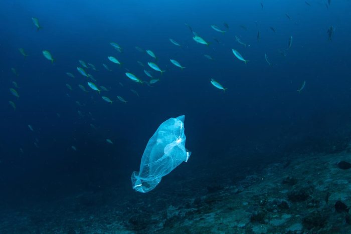 Le plastique à usage unique a atteint atteint les fonds océaniques.