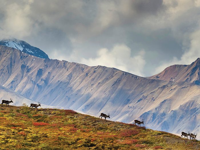En Amérique du Nord, les rennes sont appelés caribous.