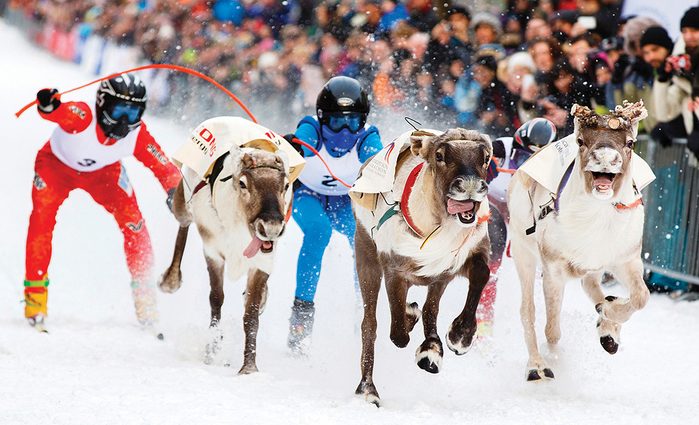 La course de rennes est un sport arctique.