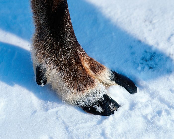 Les rennes sont les cervidés qui possèdent les plus grands pieds.