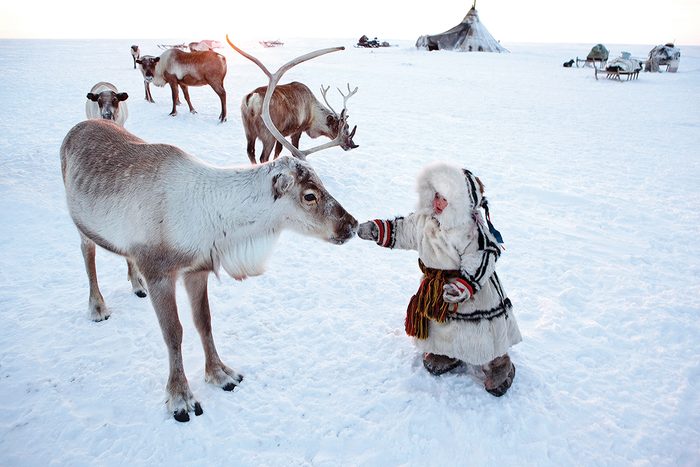 Une petite fille nénètse avec un renne en Sibérie occidentale.