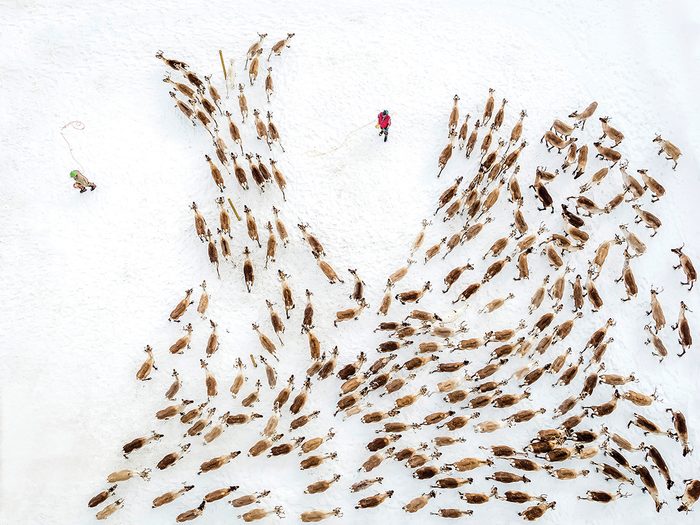 Rassemblement d’un troupeau de rennes.