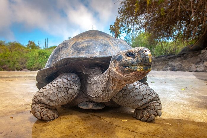 Animaux familiers : la plus vieille tortue géante au monde a plus de 175 ans.