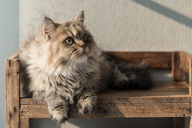 Animaux familiers : le plus vieux chats au monde est mort  38 ans.