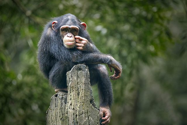 Animaux familiers : le plus vieux chimpanz au monde a vcu 64 ans.