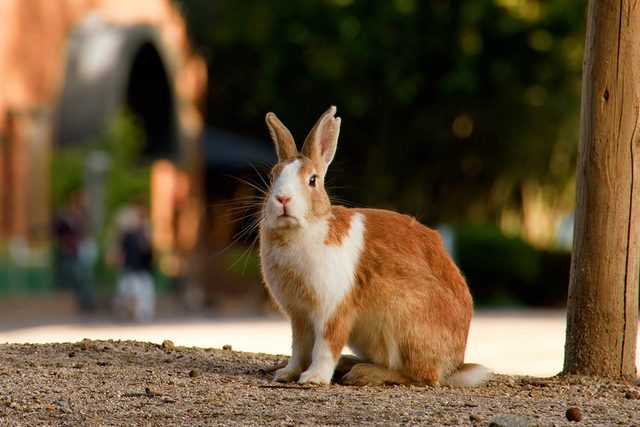 Animaux familiers : le plus vieux lapin au monde a vcu 16 ans.