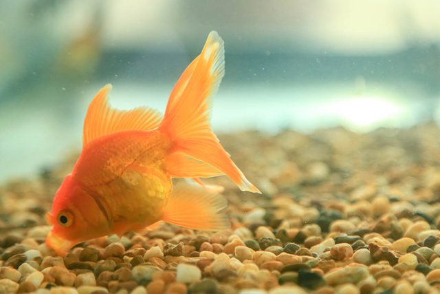 Animaux familiers : le plus vieux poisson rouge au monde a vcu 43 ans.