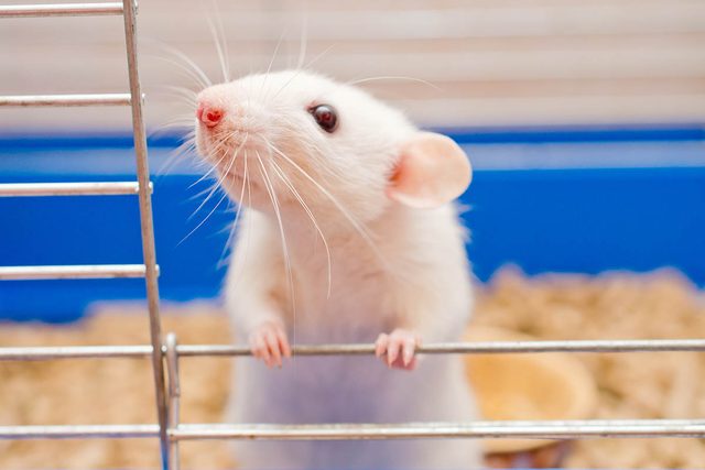 Animaux familiers : la plus vieille souris de laboratoire  plus de 4 ans.