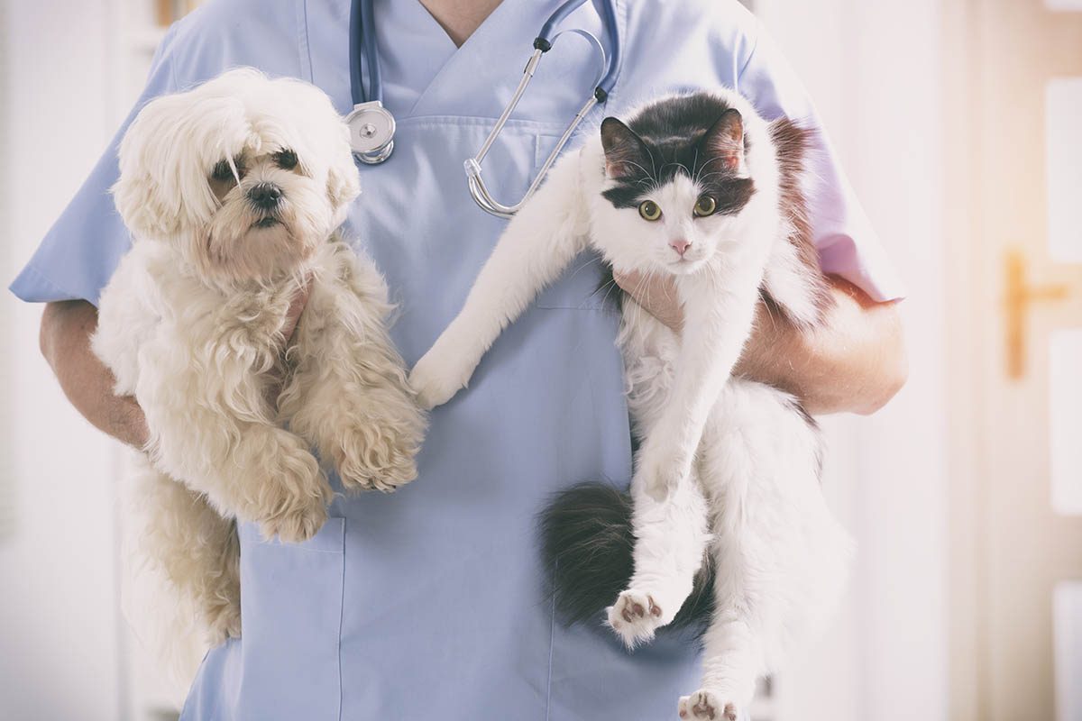 Chien et chat : amenez-le voir un vétérinaire s'il adopte des comportements étranges.
