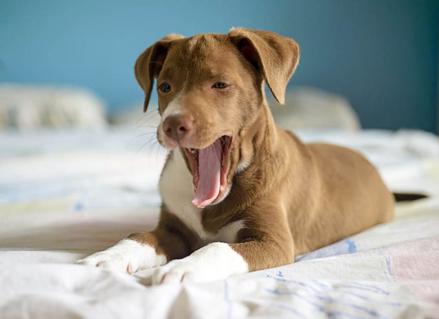 Expressions faciales chez le chien : le billement est un signe de fatigue.