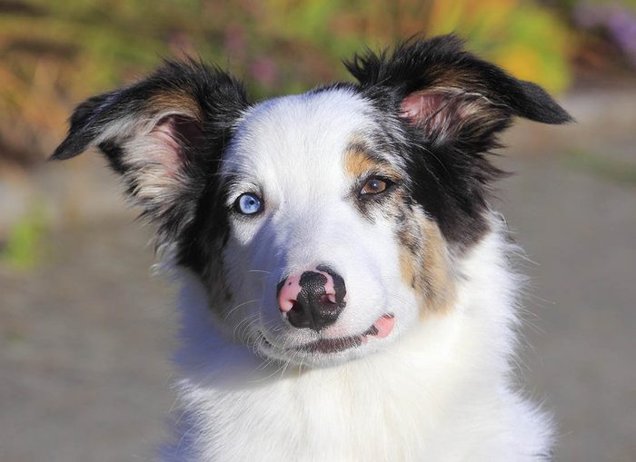 Expressions faciales chez le chien : cligner des yeux est un signe d'apaisement.