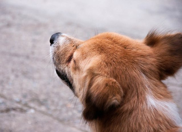 Expressions faciales chez le chien : s'il vite votre regard, il s'agit peut-tre d'un manque de confiance.