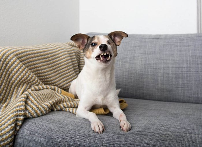 Expressions faciales chez le chien : il peut faire des grimaces lorsqu'il a peur.