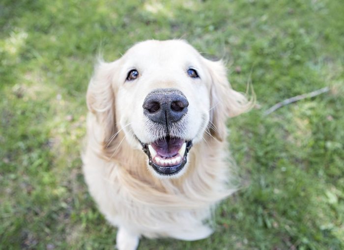 Expressions faciales chez le chien : le sourire est du à l'excitation.