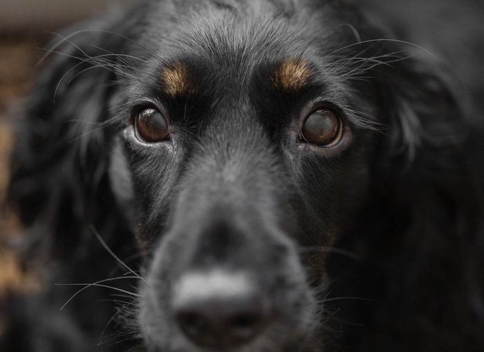 Expressions faciales chez le chien : lever les sourcils est un signe de vigilance.