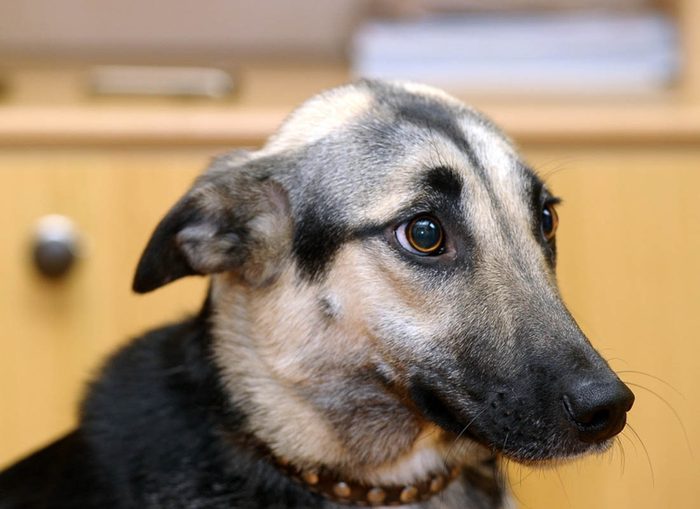 Expressions faciales chez le chien : il aplatit ses oreilles en signe de peur.