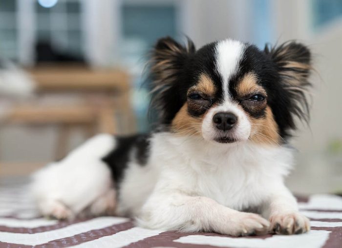 Expressions faciales chez le chien : le plissement des yeux peut être un signe de maladie.