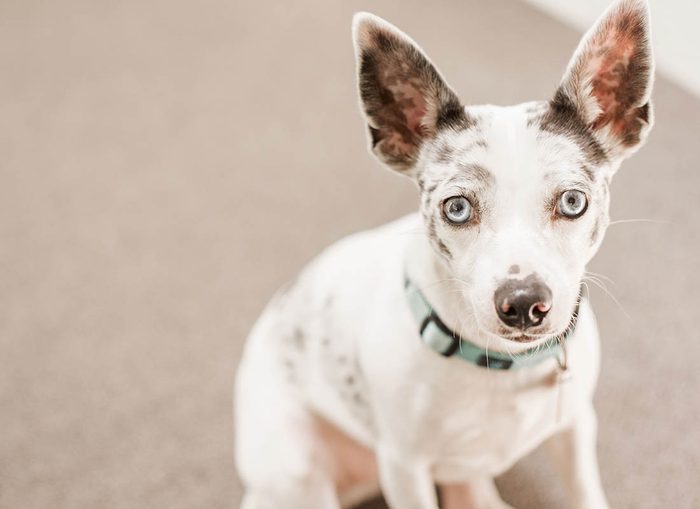 Expressions faciales chez le chien : un regard expressif est une façon de demander une approbation.