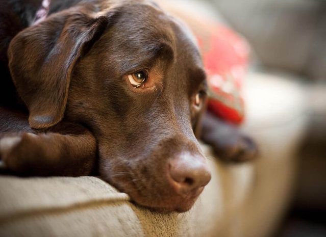 Expressions faciales chez le chien : la tte baisse est un signe de soumission.