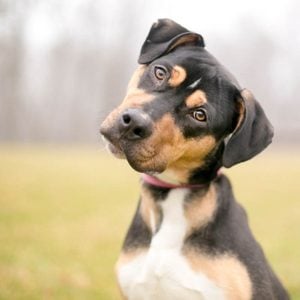 Expressions faciales chez le chien : une tête inclinée est un signe de curiosité.