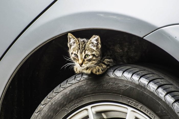 Dans un garage, un mécanicien retrouve un chaton dans le moteur.