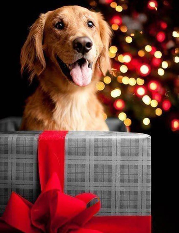 Chiens Noël : surprise! Je suis là! C’est moi ton plus beau cadeau!
