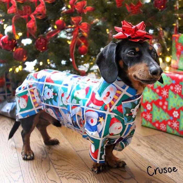 Chiens Noël : c'est moi, Crusoe! Je veux être votre cadeau!