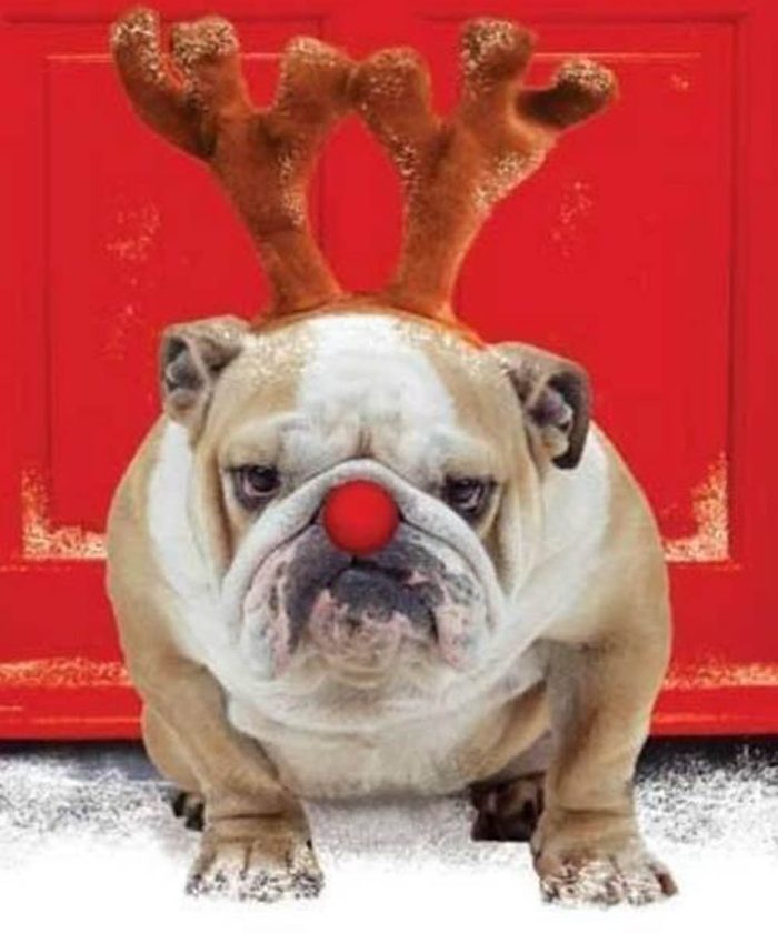 Chiens Noël : eh oui, je suis la version canine du Grinch!