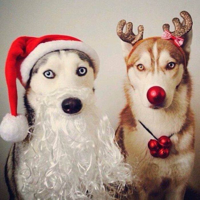 Chiens Noël : au besoin, on peut remplacer le père Noël et un renne!