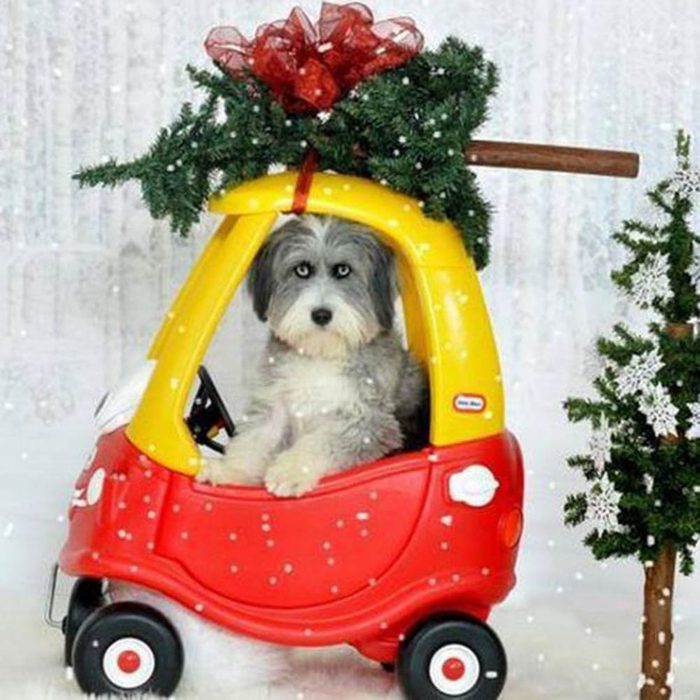 Chiens Noël : en voiture! J’ai trouvé le plus beau sapin!