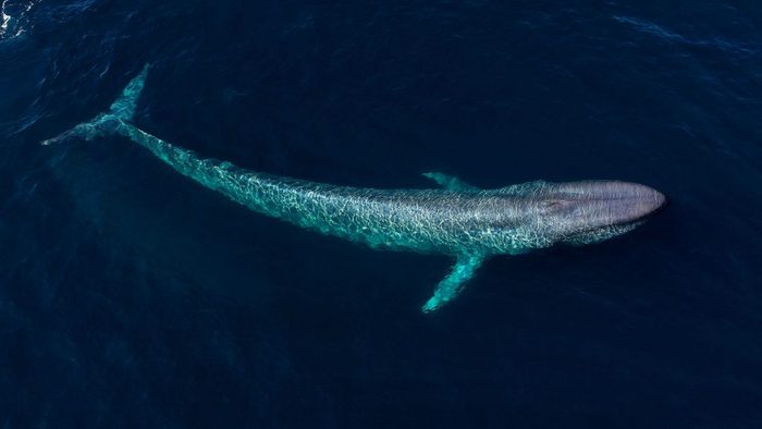 Une des découvertes scientifiques établit que le cérumen des baleines indique leur niveau de stress.