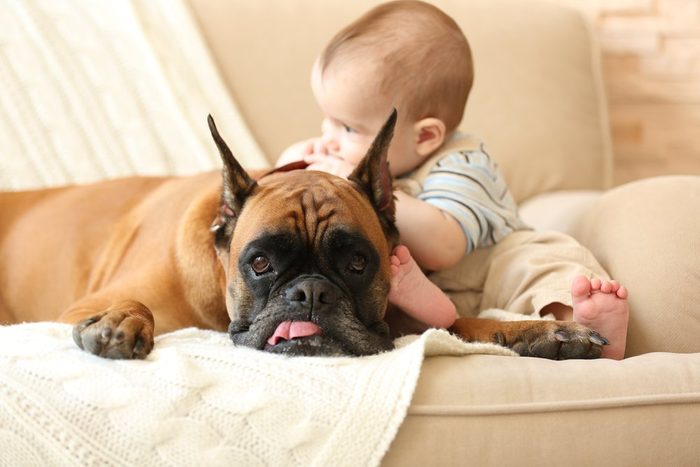 L'arrivée d'un bébé dans la famille peut rendre votre chien anxieux.