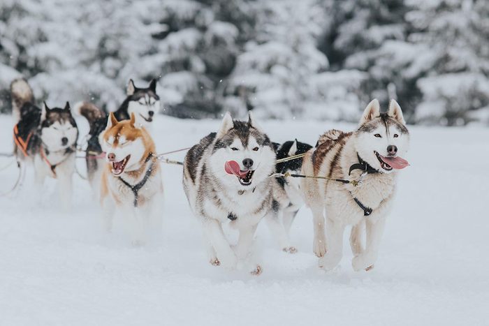 En hiver, faites du chien de traîneau à Anchorage en Alaska.