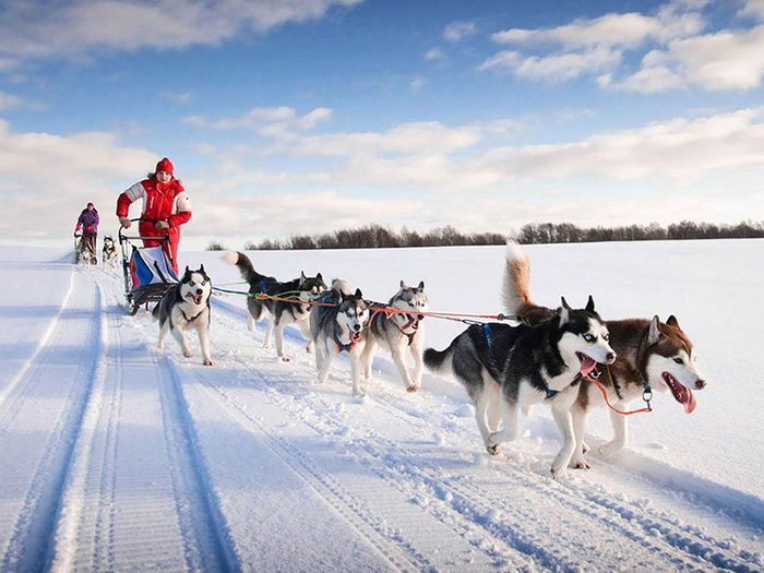 Devenez meneur de chiens en Saskatchewan pour profiter de l'hiver au Canada.