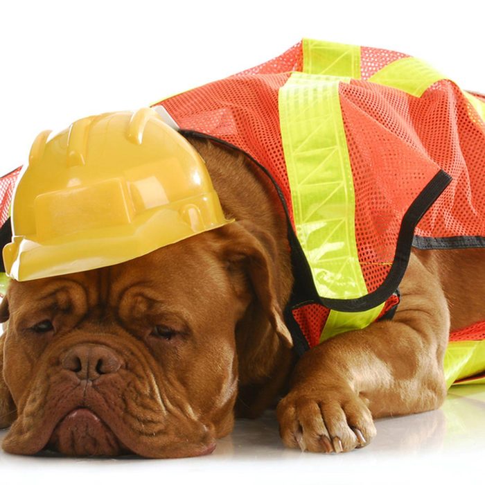 Photo de chien : dur de passer ses nuits à surveiller un chantier.