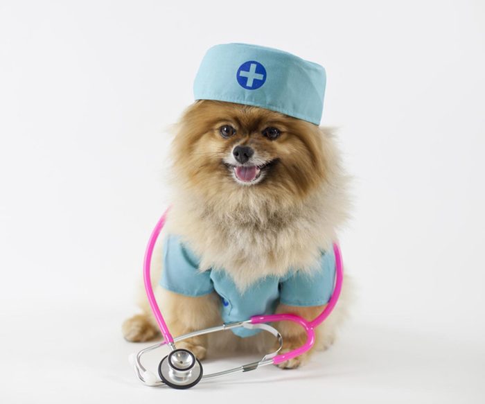 Photo de chien : une infirmière qui a du chien.