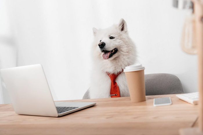 Photo de chien déguisé en employé de bureau.