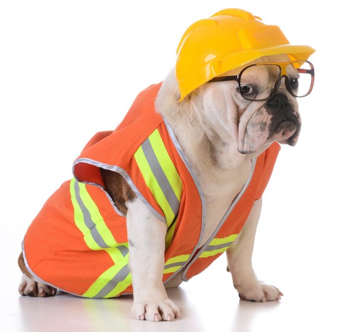 Photo de chien portant un déguisement de travailleur de chantier.